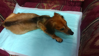 2018-6-23_aya.jpg